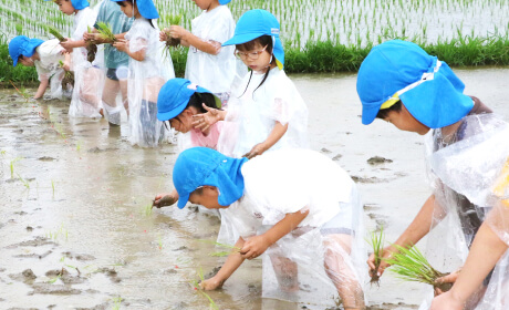田植え（年長）