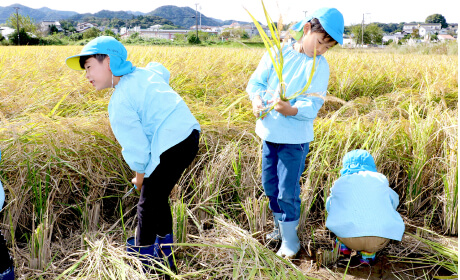 稲刈り（年長）