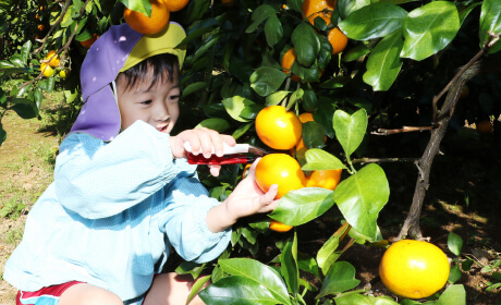 みかん狩り